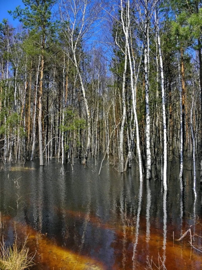 Затопленный лес