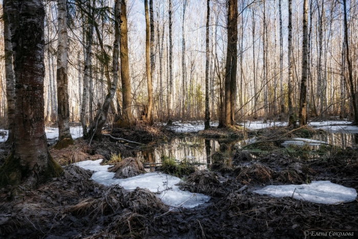 Весна в лесу