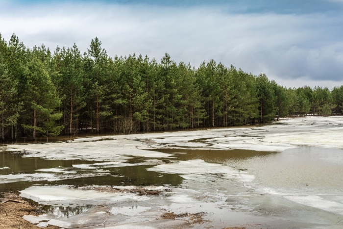 Торфяное болото никольск