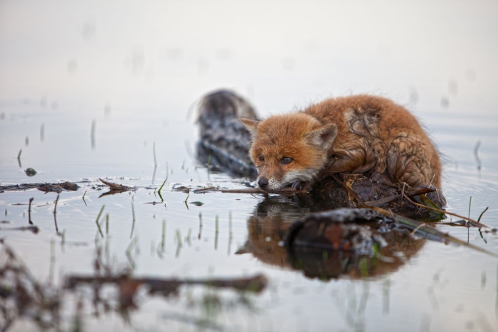 Лиса в воде