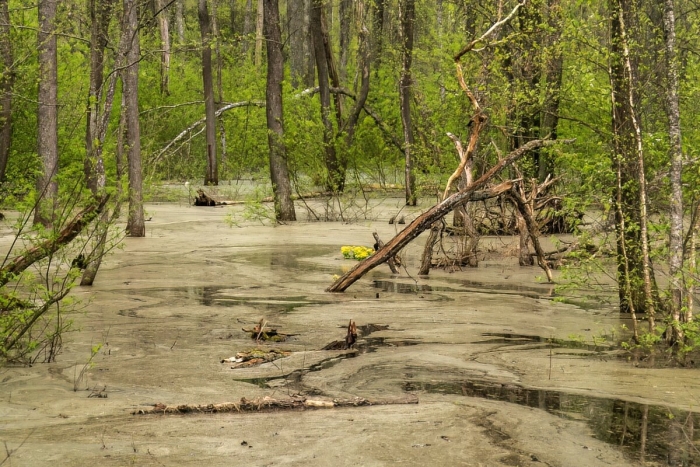 Болото тина трясина