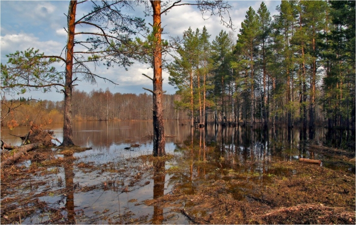 Сосновый бор болота