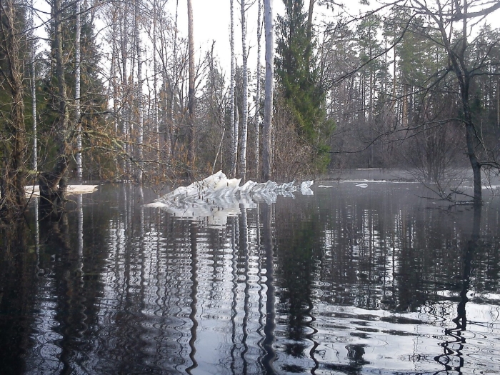 Смолячков ручей ленинградская область