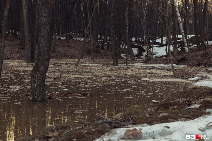 Весенний лес