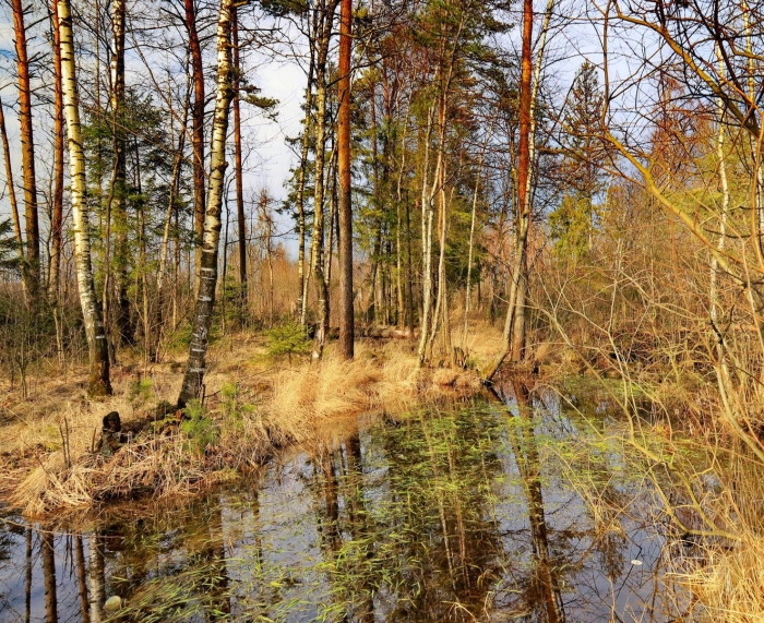 Торфяное болото никольск