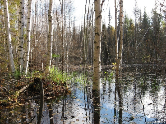 Болото березовое марий эл