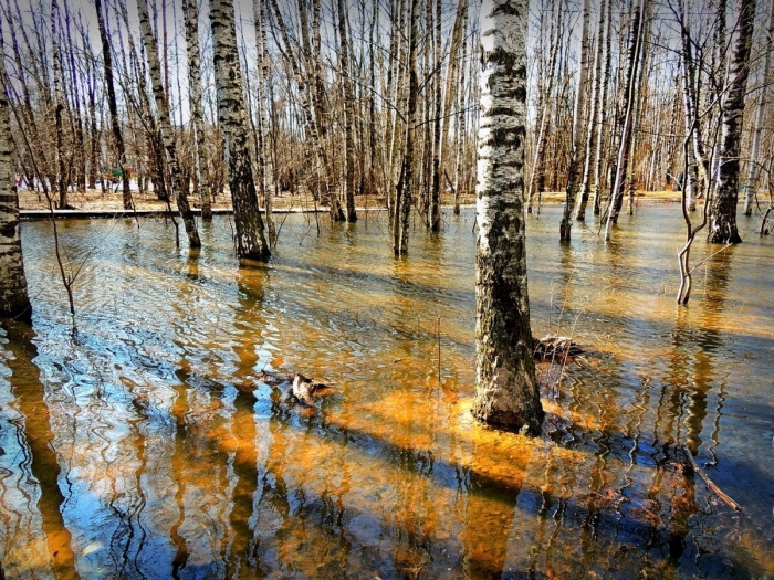 «березы. половодье» шишкин