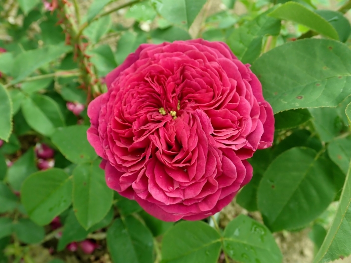 Роза mortalisatis