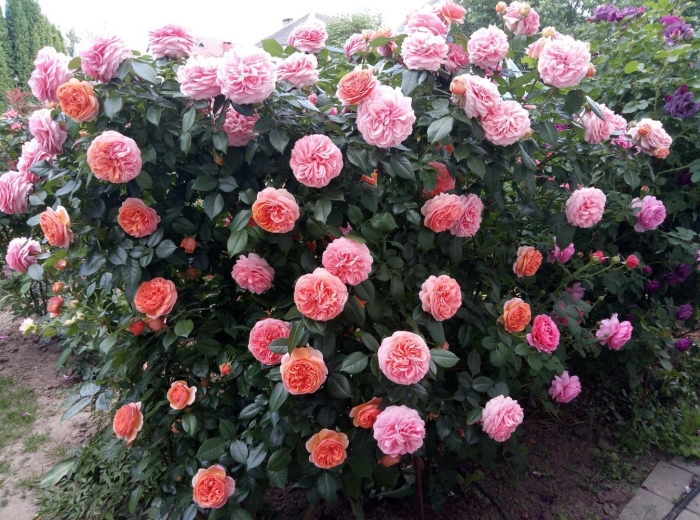 Роза чиппендейл