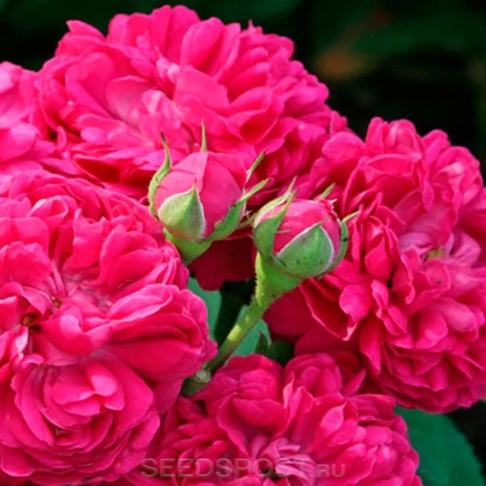 Роуз де решт