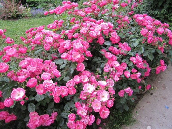 Роза анжела кордес