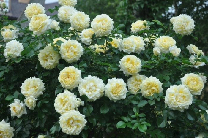 Роза шраб надя мейяндекор