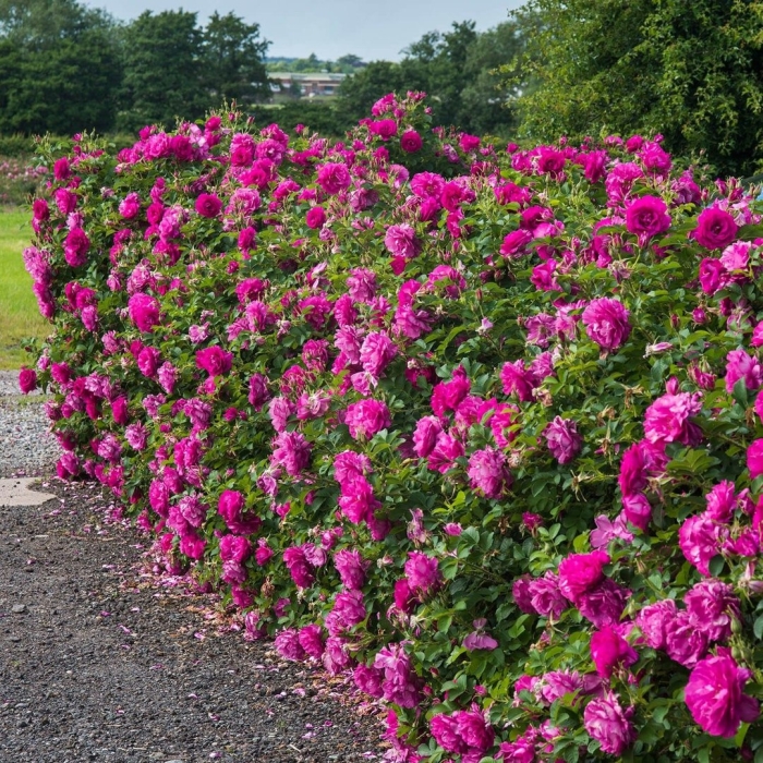 Роза уайлд эдрик