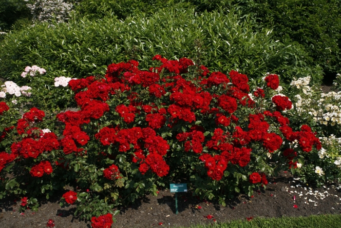 Роза ротер корсар