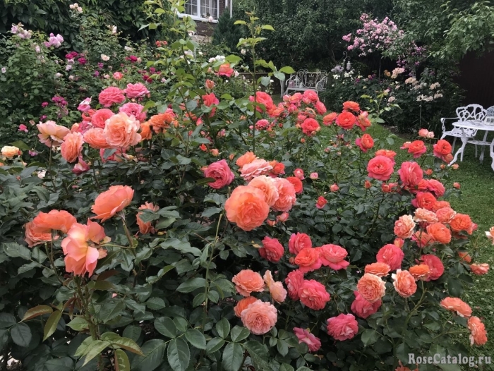 Роза парковая бельведер