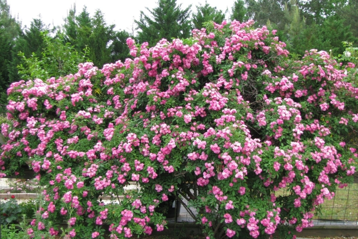 Мускусная роза аллевья