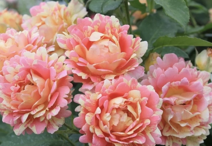 Роза роуз де цистерсьен