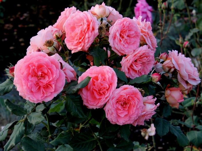 Роза анститю люмьер