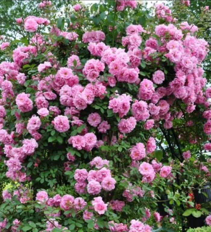 Роза джон дэвис