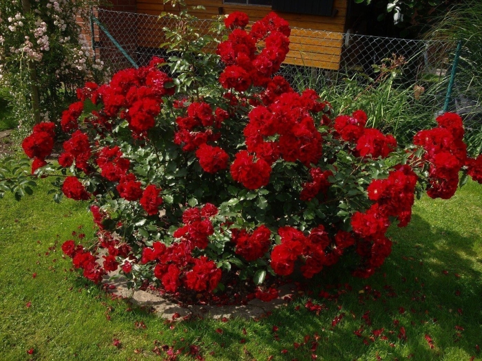 Роза парковая ротер корсар