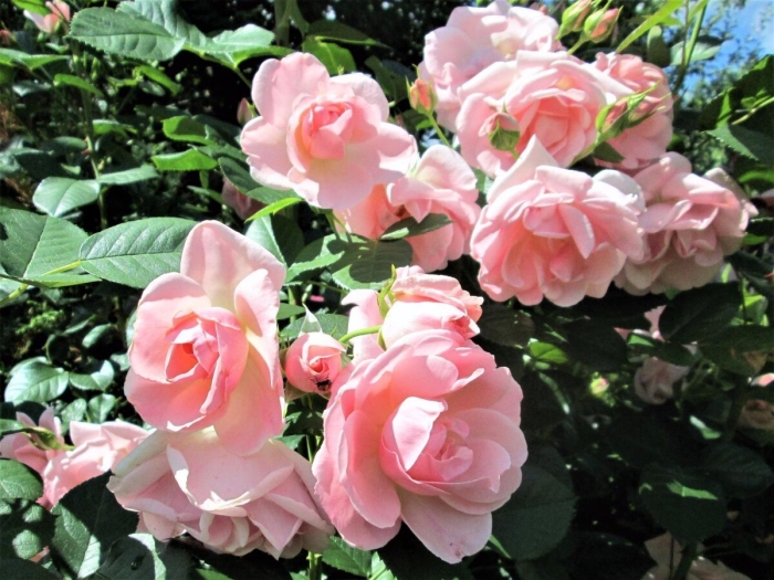 Роза плетистая розарио