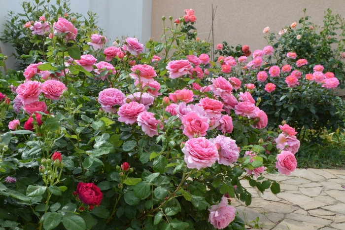 Роза лоран каброль