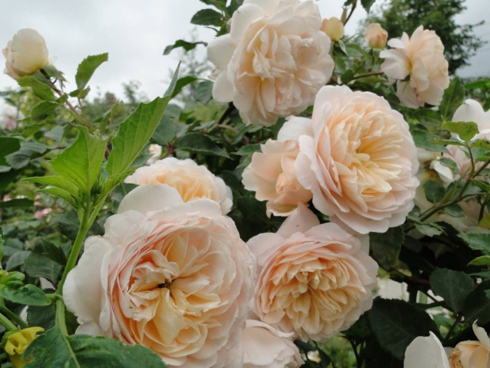 Роза дэвид остин личфилд энджел