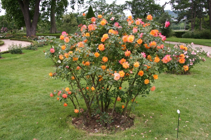 Роза шраб вестерленд