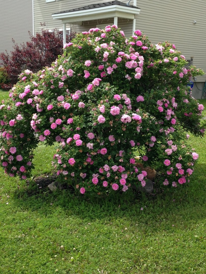 Роза тереза багнет канадская