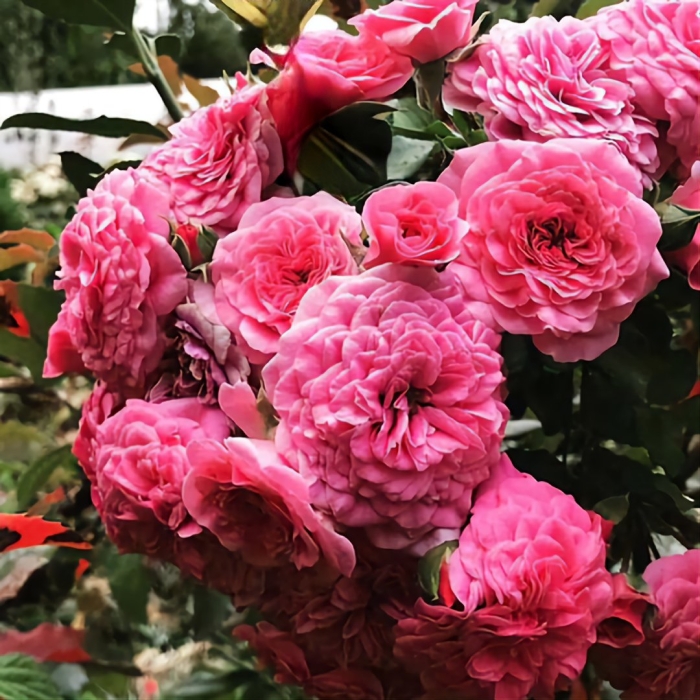 Роза кватре сизонс