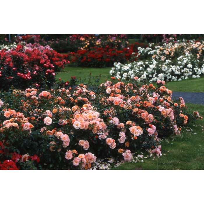 Роза флорибунда априкола