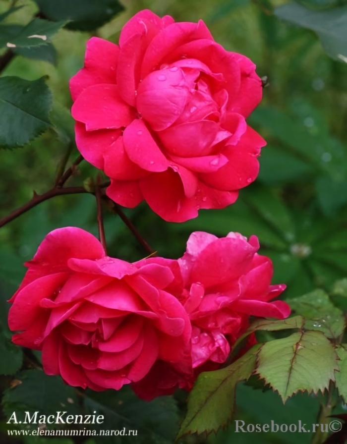 Роза alexander mackenzie (александр маккензи)
