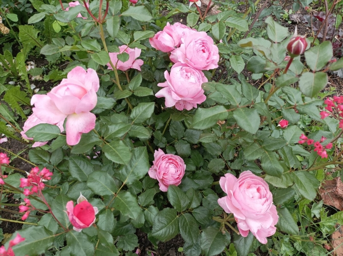 Флорибунда роза