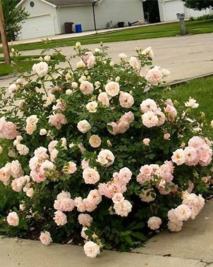 Морден блаш канадская роза