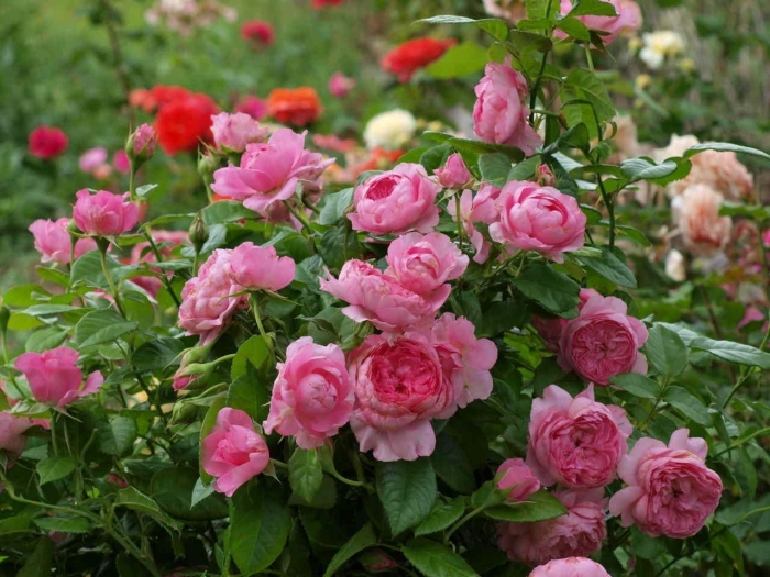 Роза парковая шанталь мерье