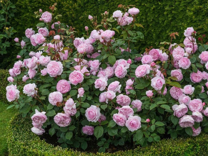 Роза кустовая садовая