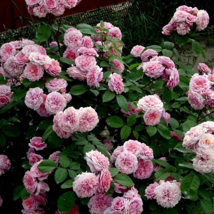 Роза уильям кристи