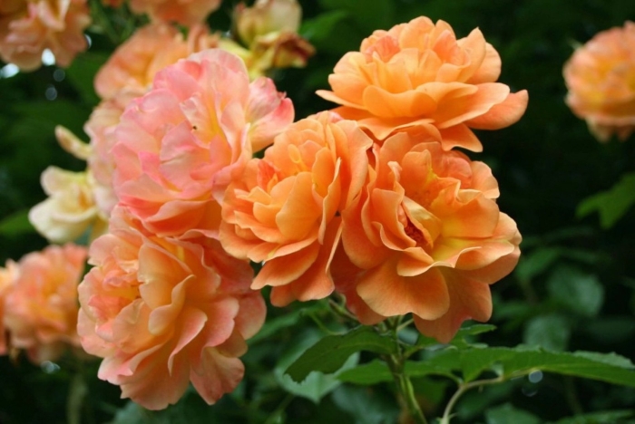 Роза плетистая вестерленд