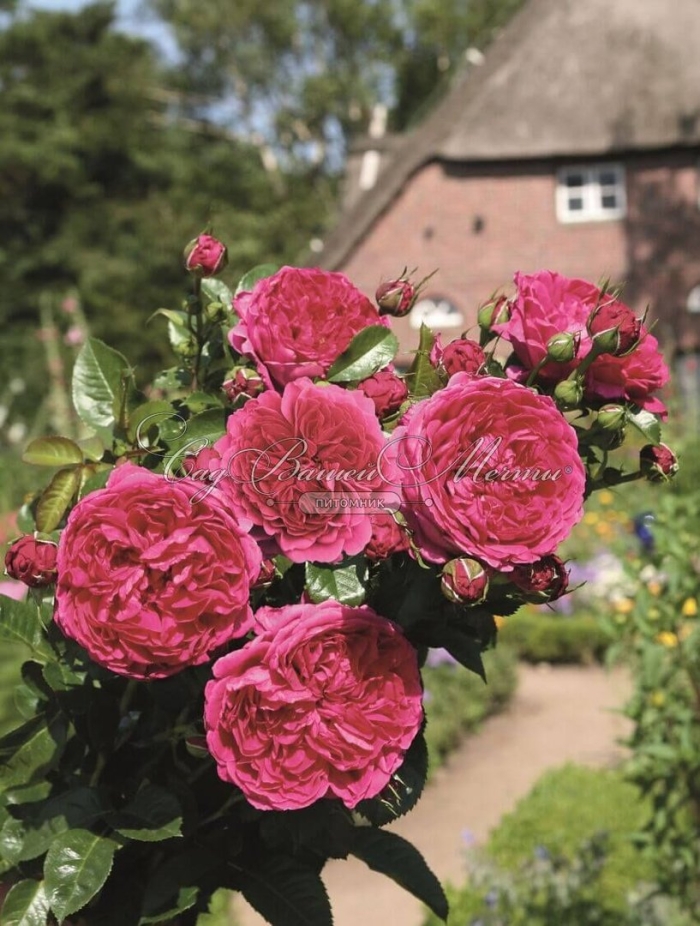 Роза тантау соул