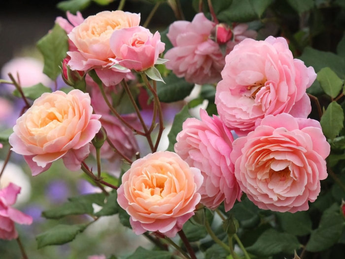 Роза гийо прикс