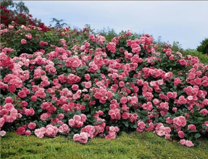 Роза пинк мушимара