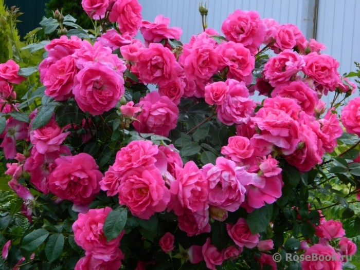 Морден сентенниал роза