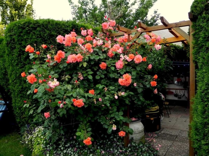 Роза полька плетистая