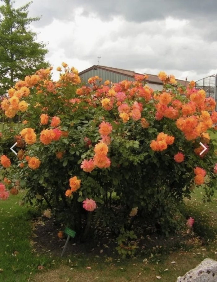 Роза шраб sahara