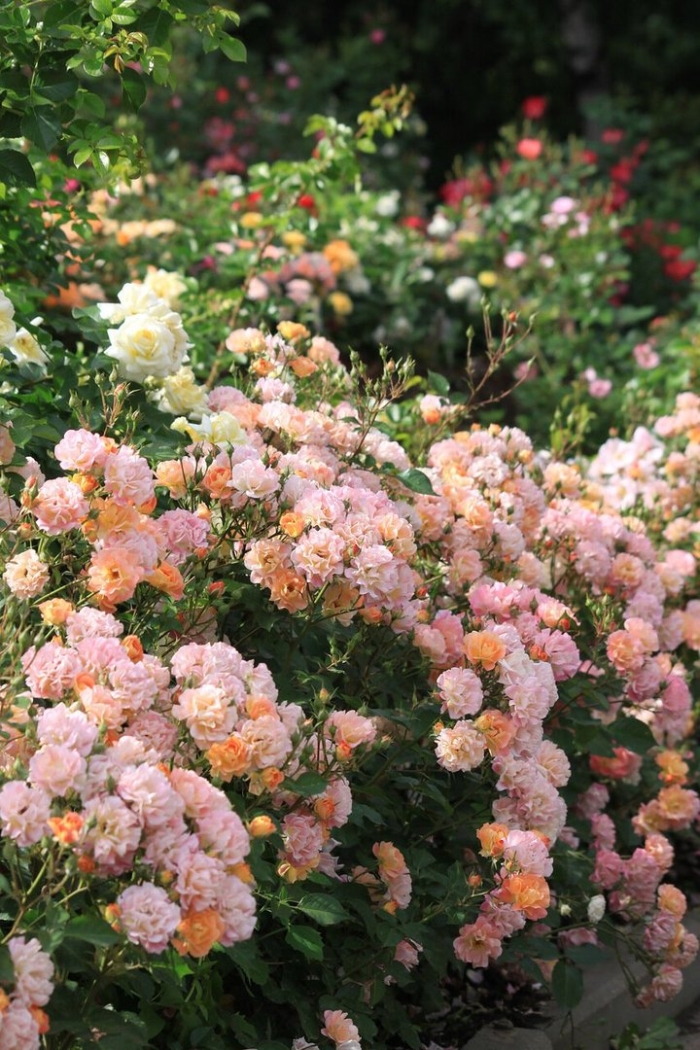 Роза почвопокровная кубана