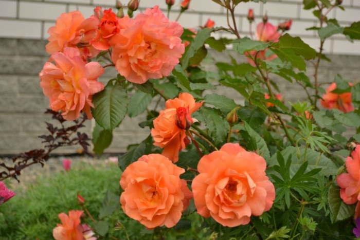 Роза вестерленд