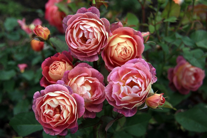 Роза шраб приер де сан косм