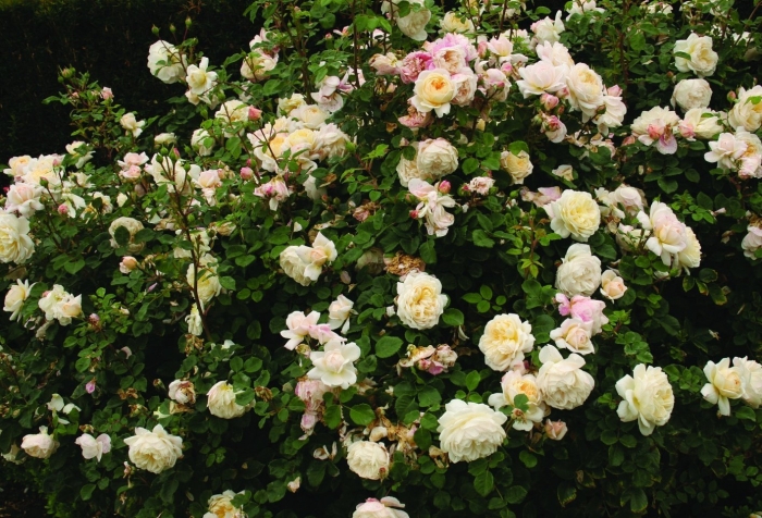 Роза шраб крокус роуз