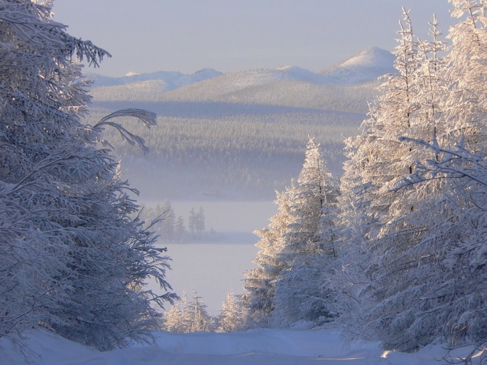 Тайга в якутии зимой