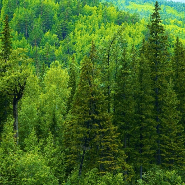 Тайга хвойные леса